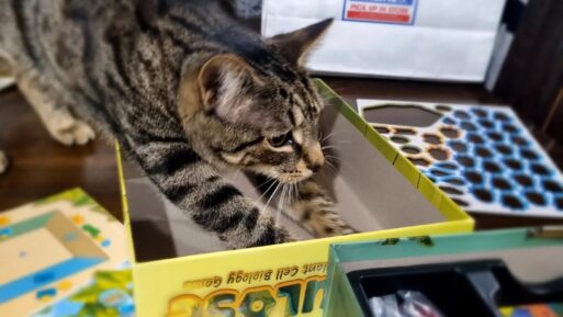 Cellulose : A Plant Cell Biology Game led by an autistic biology graduate