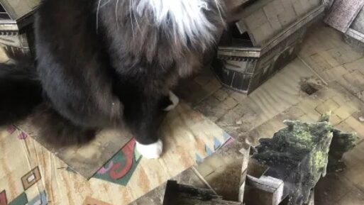 Melbourne’s GM and DM Meetups: A Hub for Tabletop Storytellers